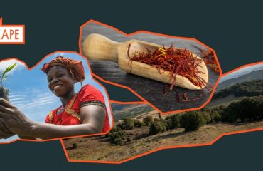 How forests can fix the economy